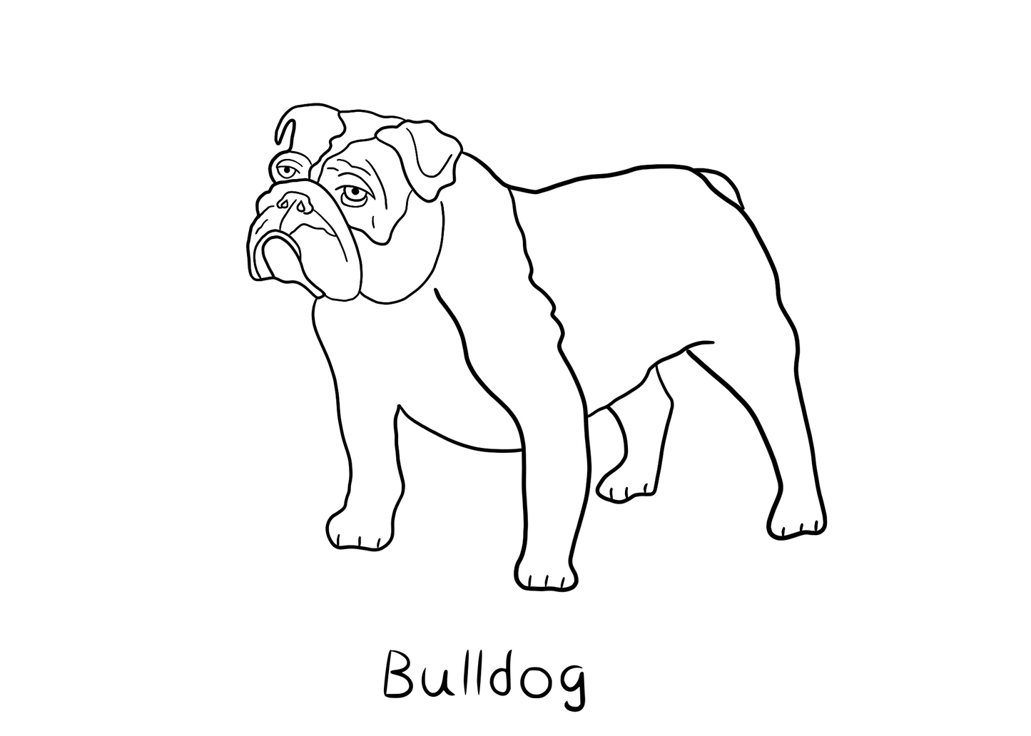 Bulldog Coloring Page - Freebie!